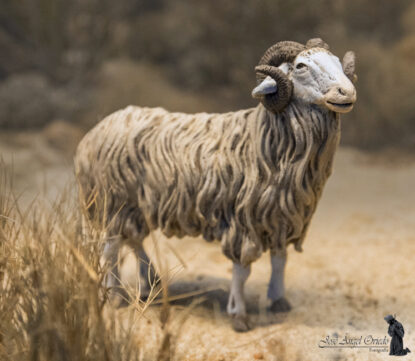 Figuras de Belén - 92 Cordero (Varios Modelos)