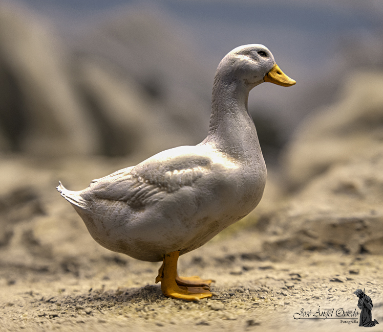 Figuras de Belén - 94 Pato (Varios Modelos) - Imagen 2