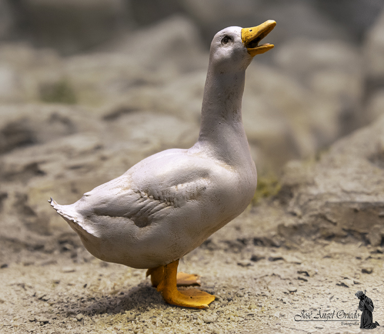 Figuras de Belén - 94 Pato (Varios Modelos) - Imagen 4
